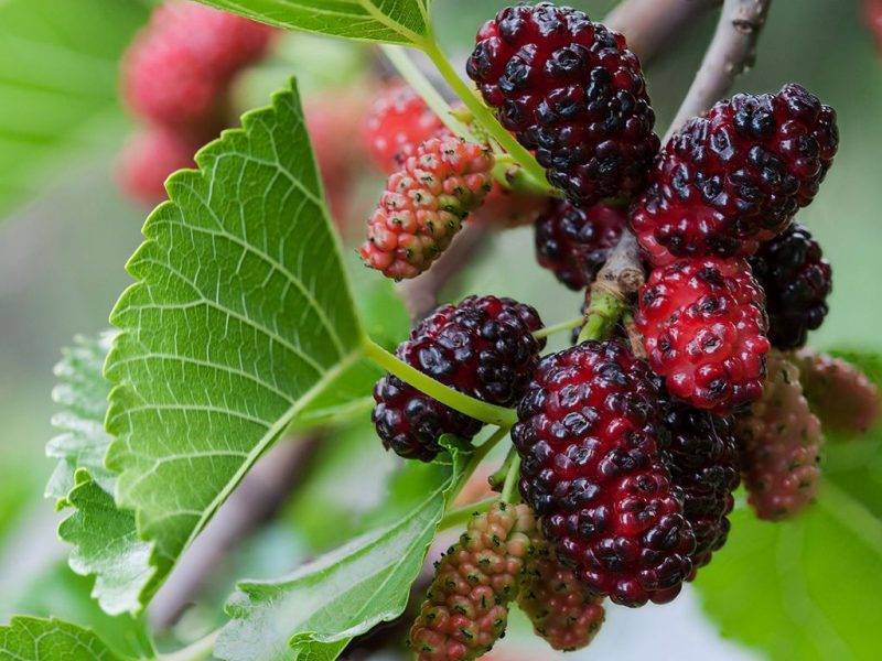 Шелковица купить саженцы из питомнике в Сургуте