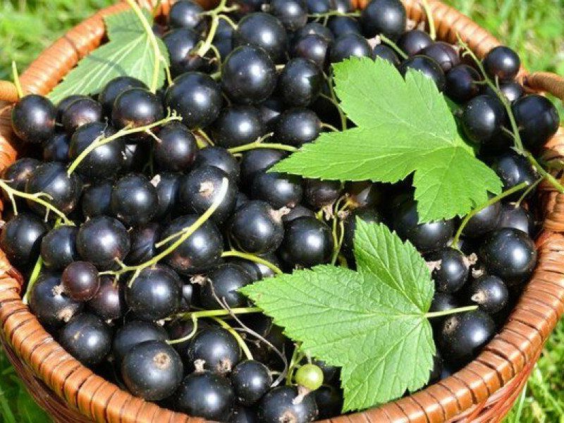 Смородина купить саженцы из питомника в Сургуте
