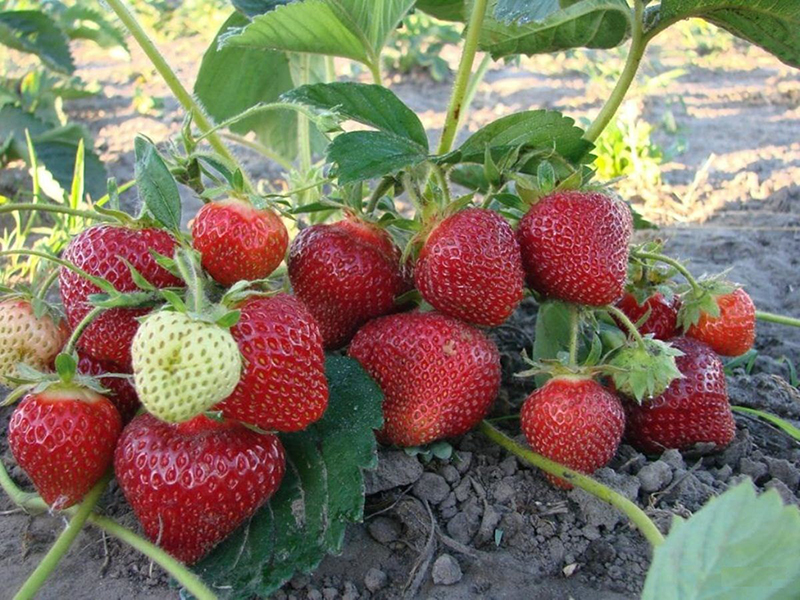 Клубника купить саженцы из питомника в Сургуте