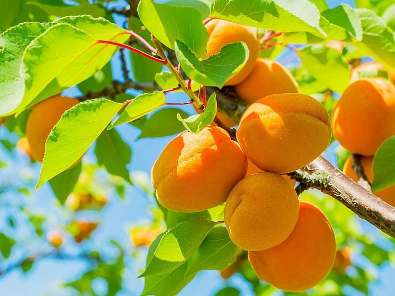 Абрикос купить саженцы из питомнике в Сургуте