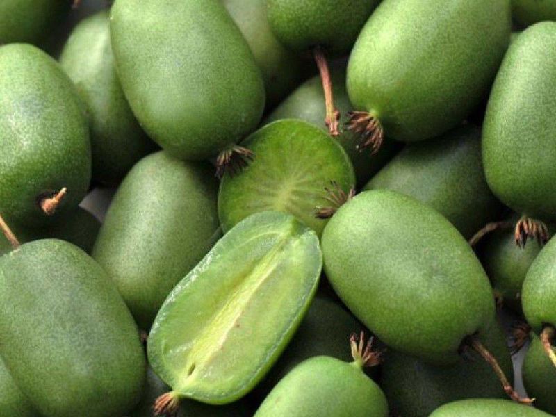 Актинидия купить саженцы из питомнике в Сургуте
