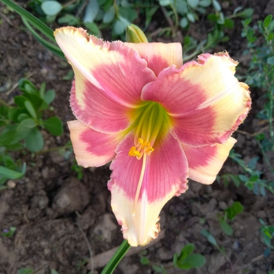 Лилейник "ХЕЛЛОУ СКРИМЕР"