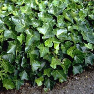 Саженцы Плюща (стакан Р9)